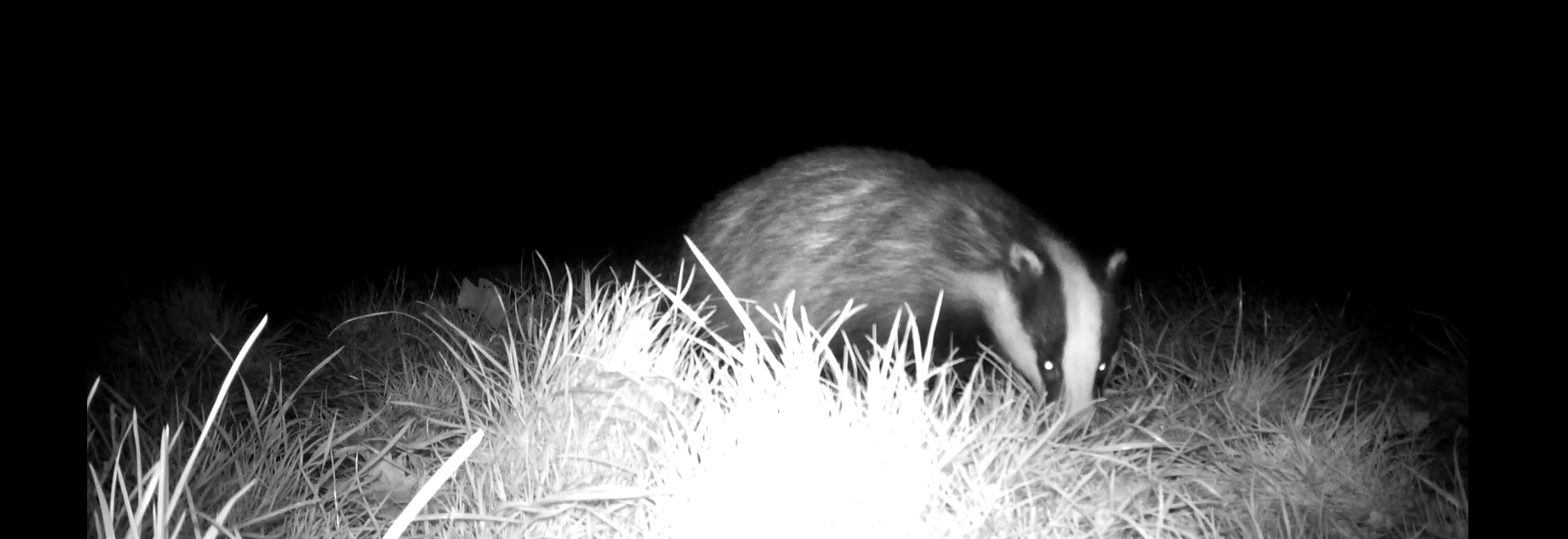 A badger caught on camera trap at night on Reaside Farm