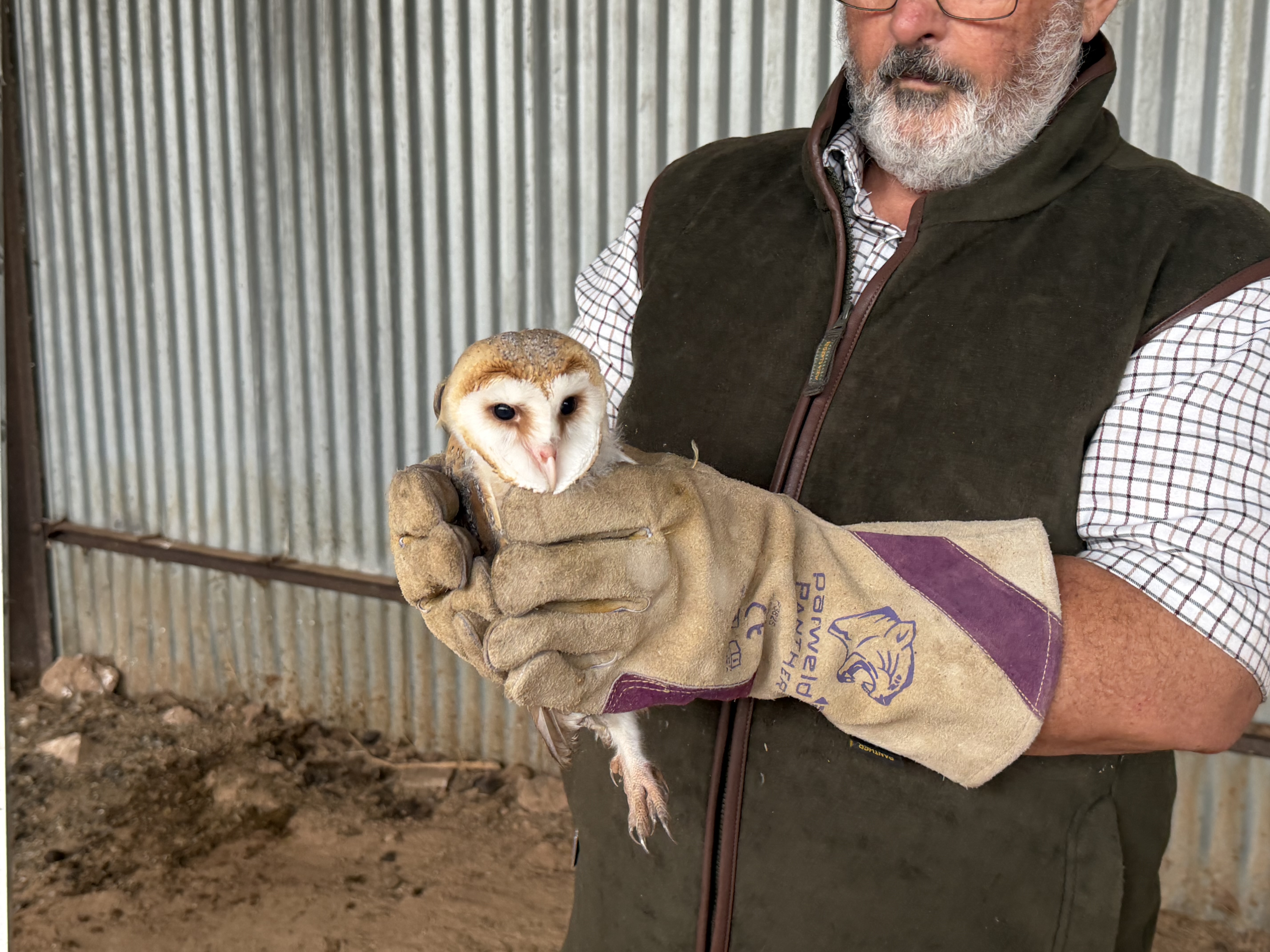 Barn owl chick found at Reaside Farm