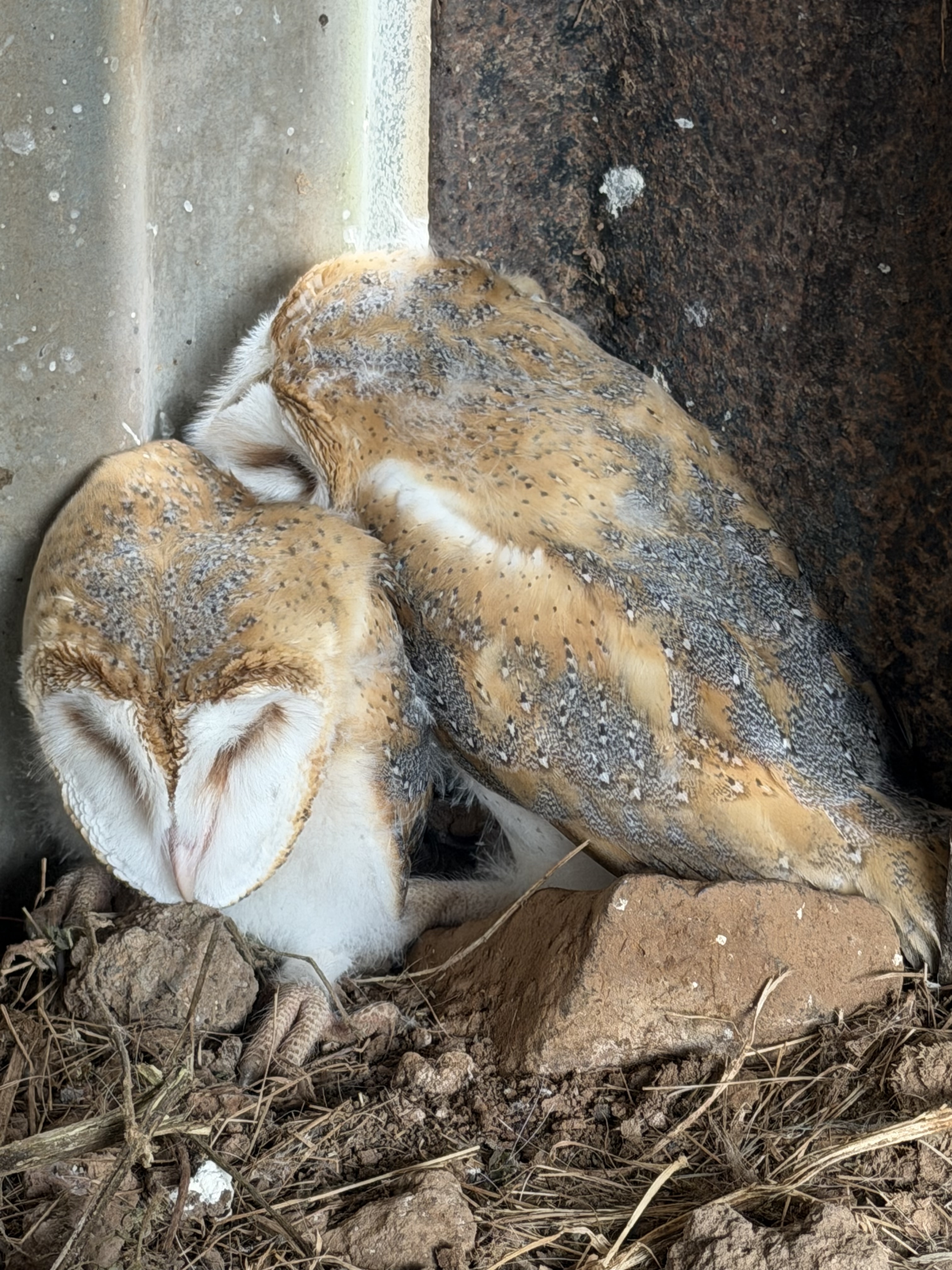 Barn owl chicks found in the horse shelter at Reaside Farm