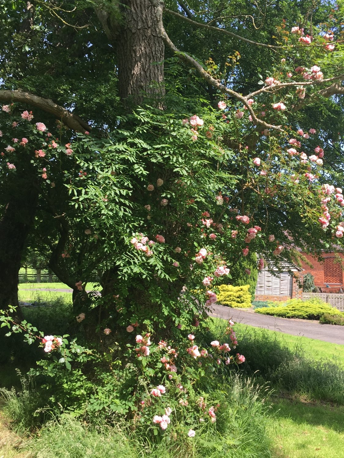 Climbing rose in bloom at Reaside Farm
