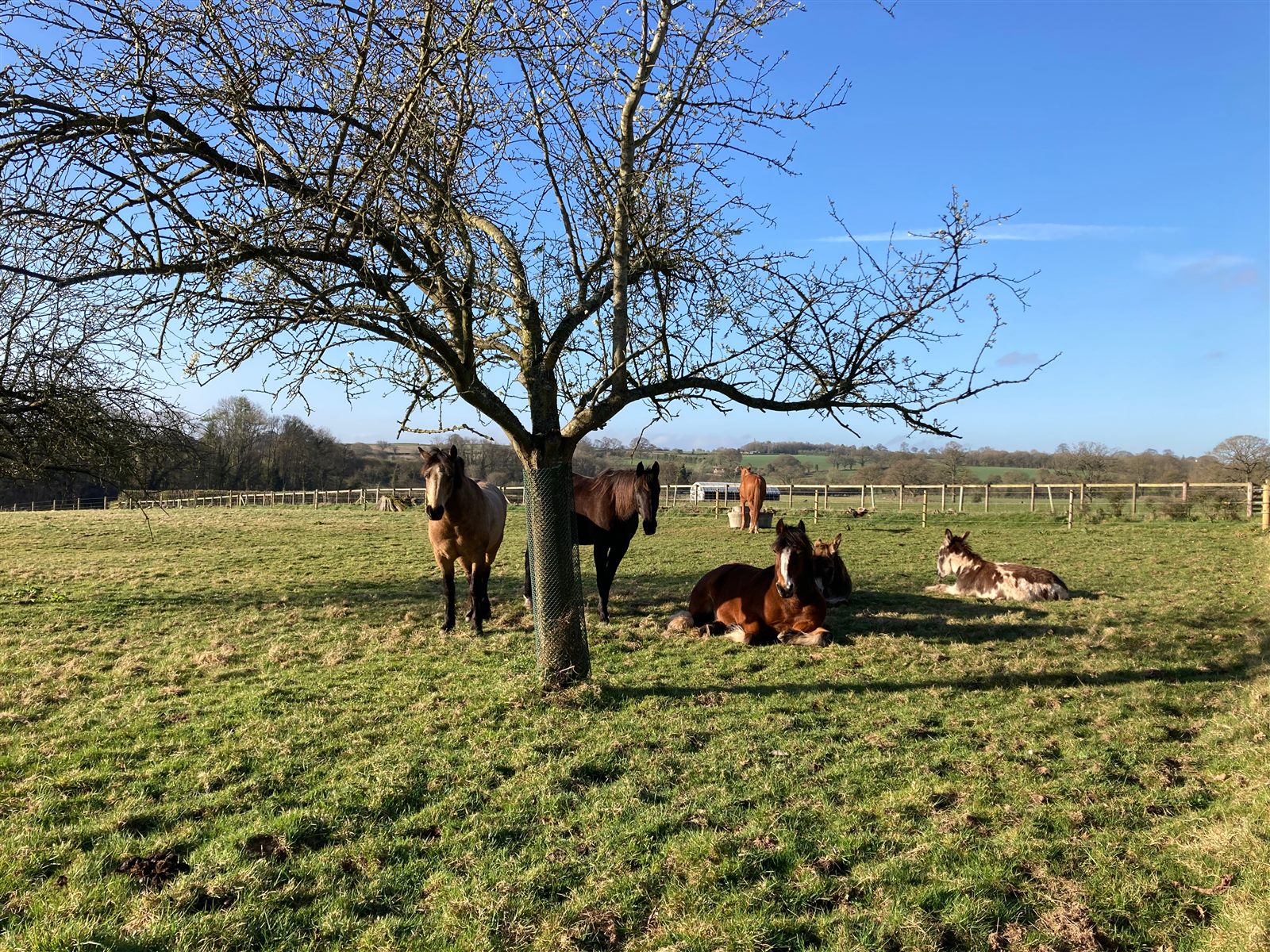 Horses and donkeys grazing at Reaside Farm