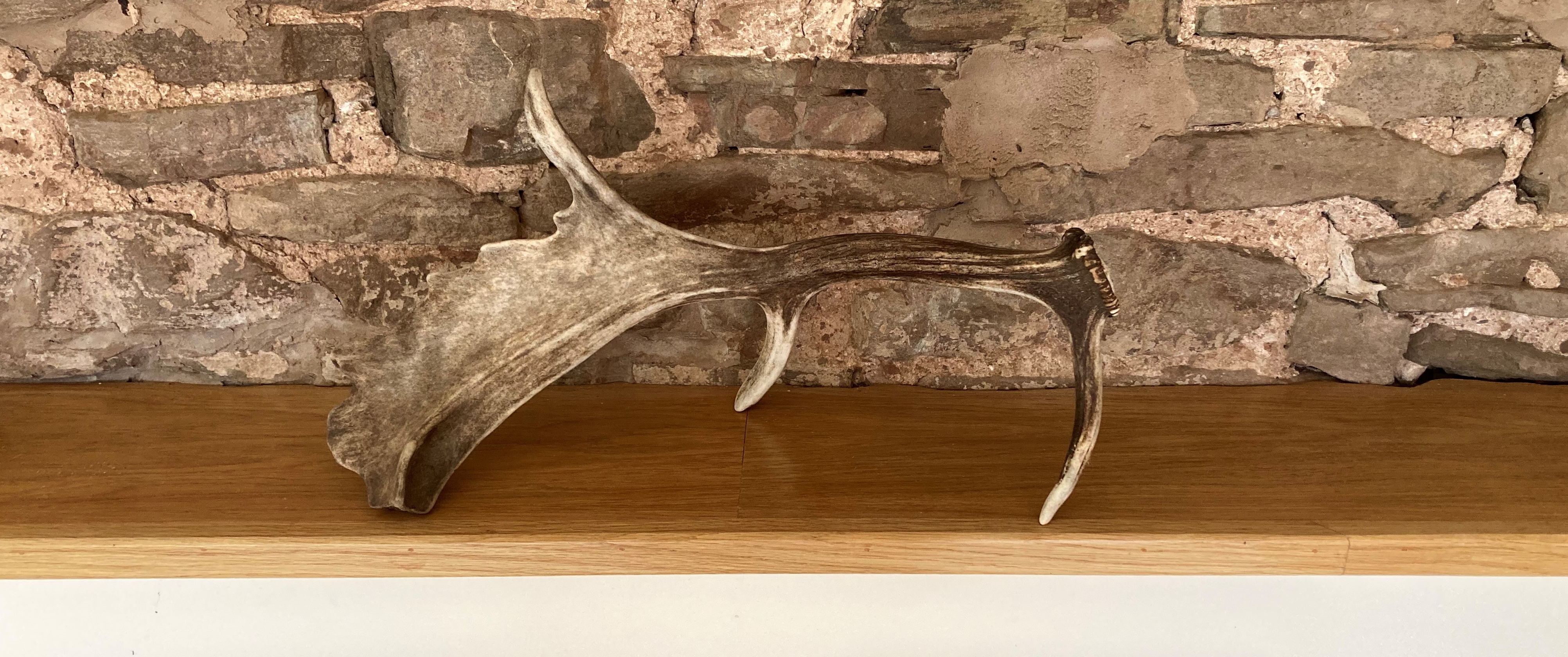 A shed fallow deer antler found beside a water trough at Reaside Farm