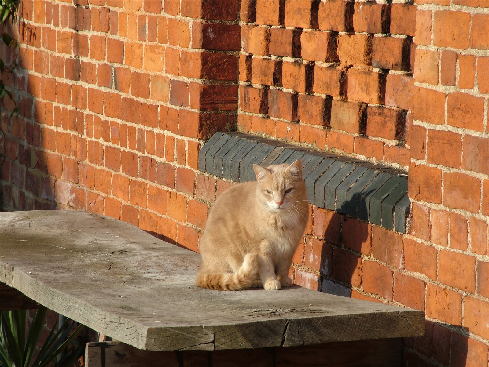 The farm cat sunbathing