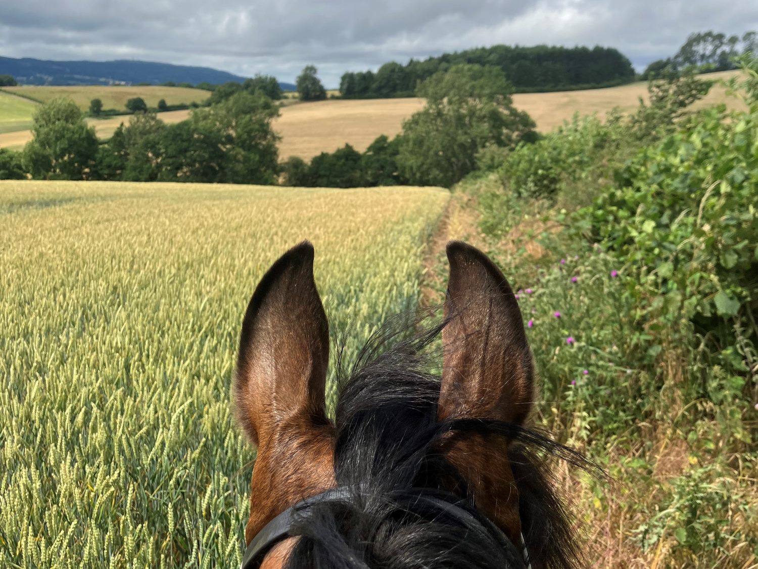 A rider's-eye view along the Jack Mytton Way near Reaside Farm