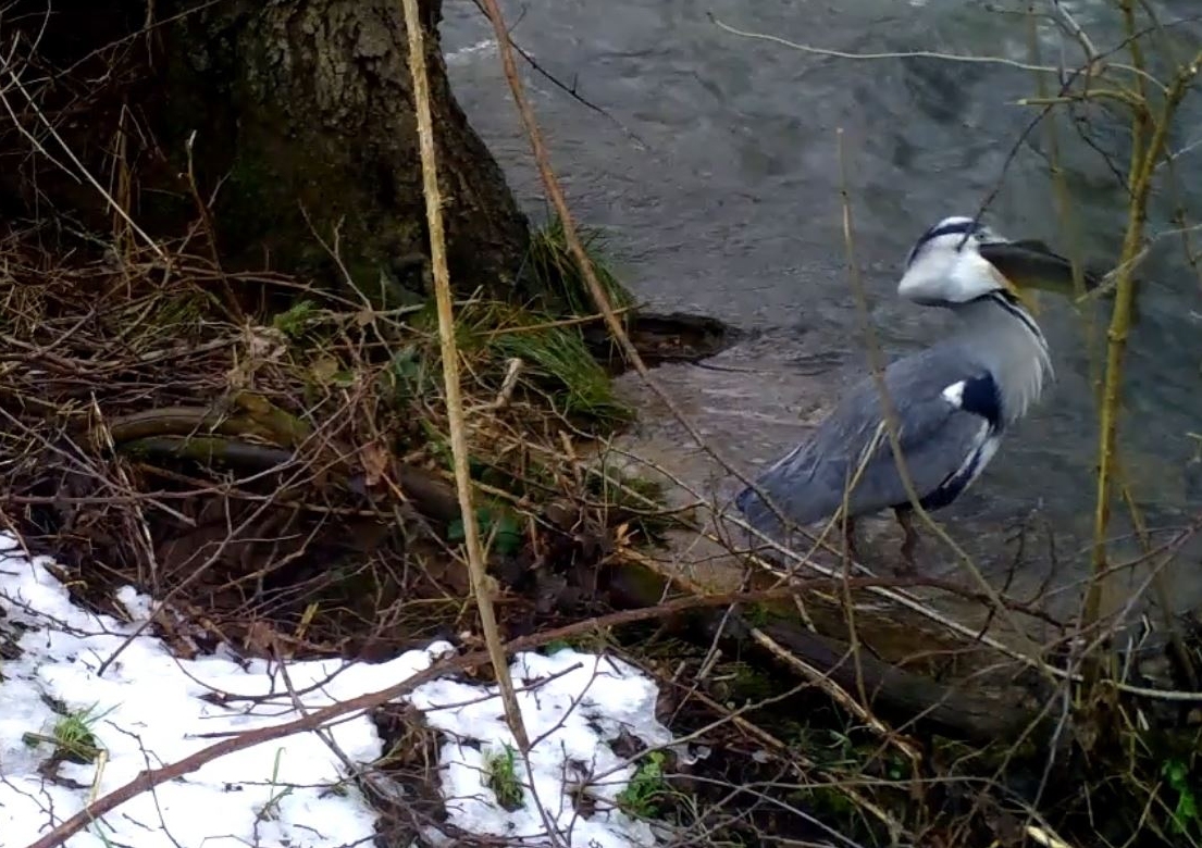 A grey heron eating a trout caught from the River Rea