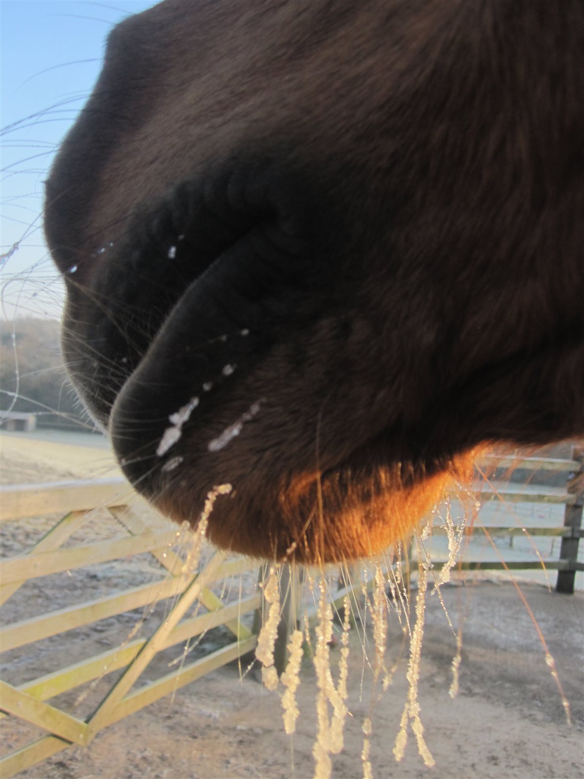 One of the farm's horses in the snow
