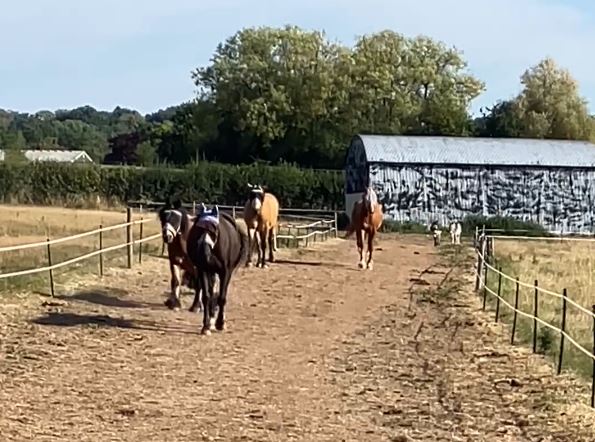 Horses on the track system at Reaside Farm