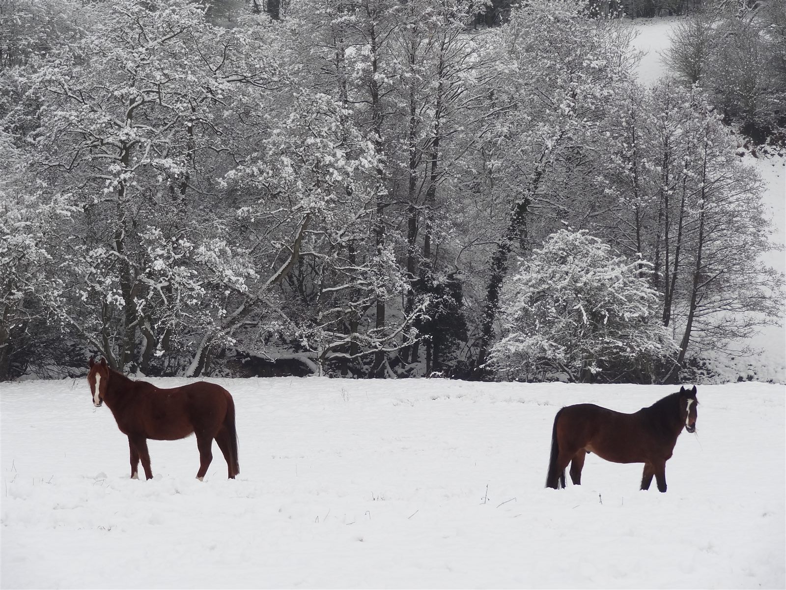 Two of the farm's horses in the snow
