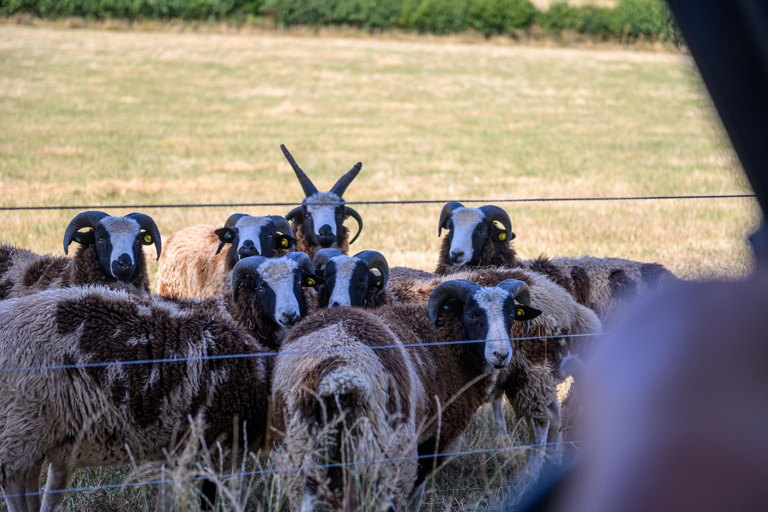 Jacob sheep in the fields