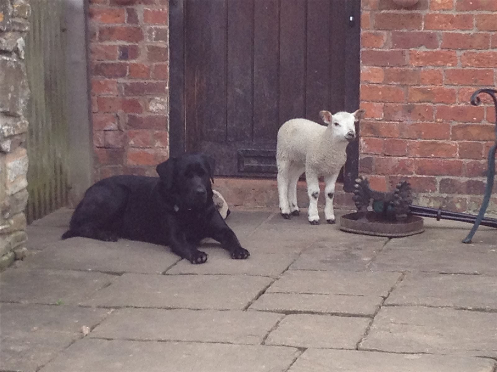 A lamb visiting the cottage door