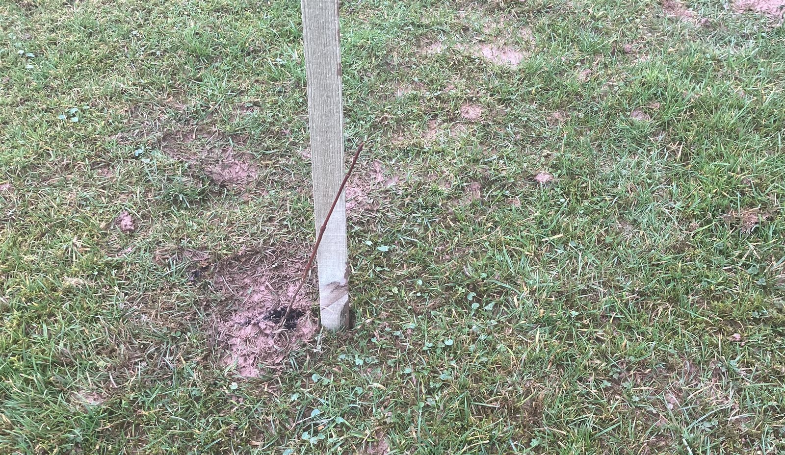 A cell-grown tree with its stake, before the deer guard was installed