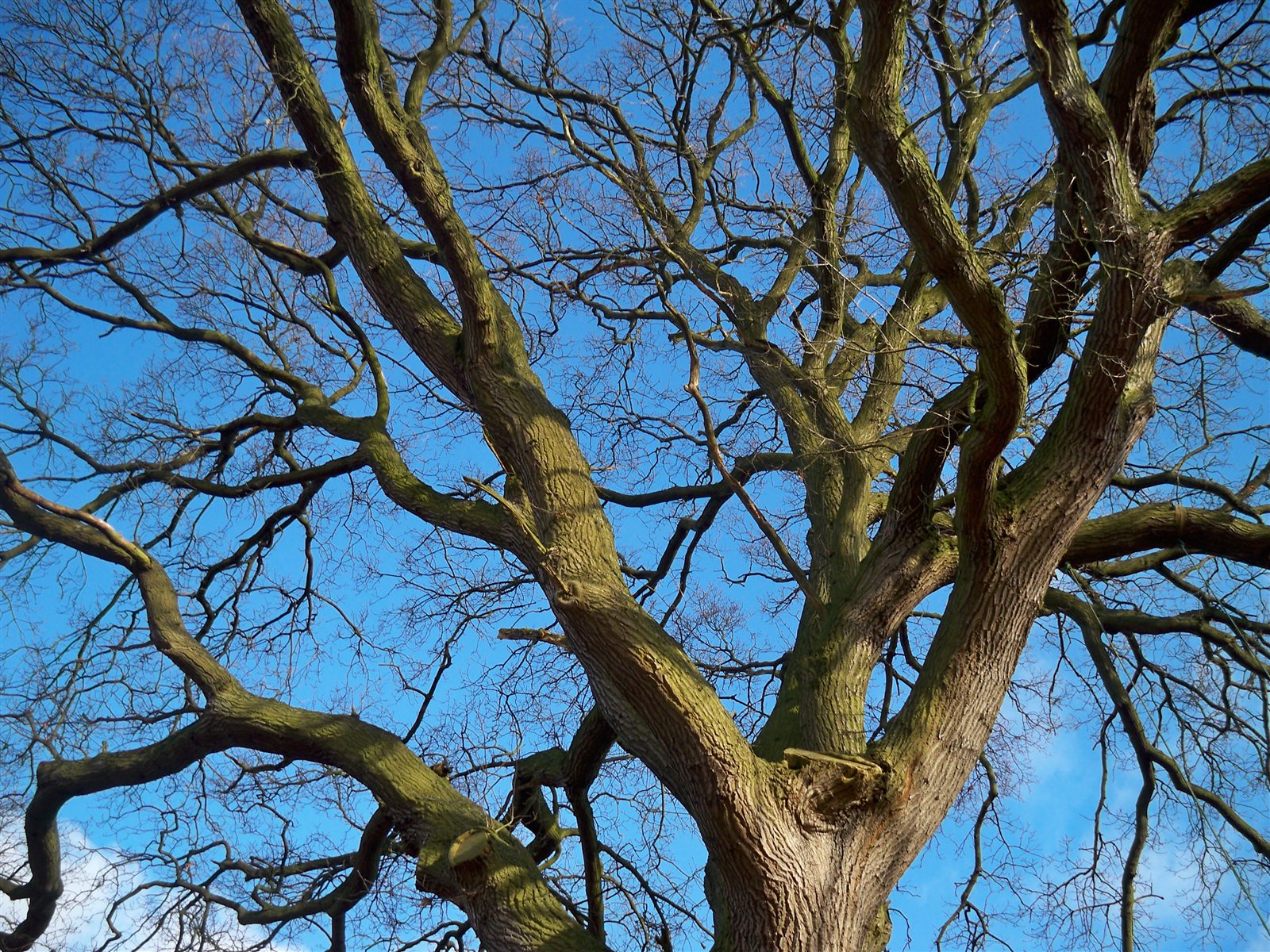 Old oak tree on the farm