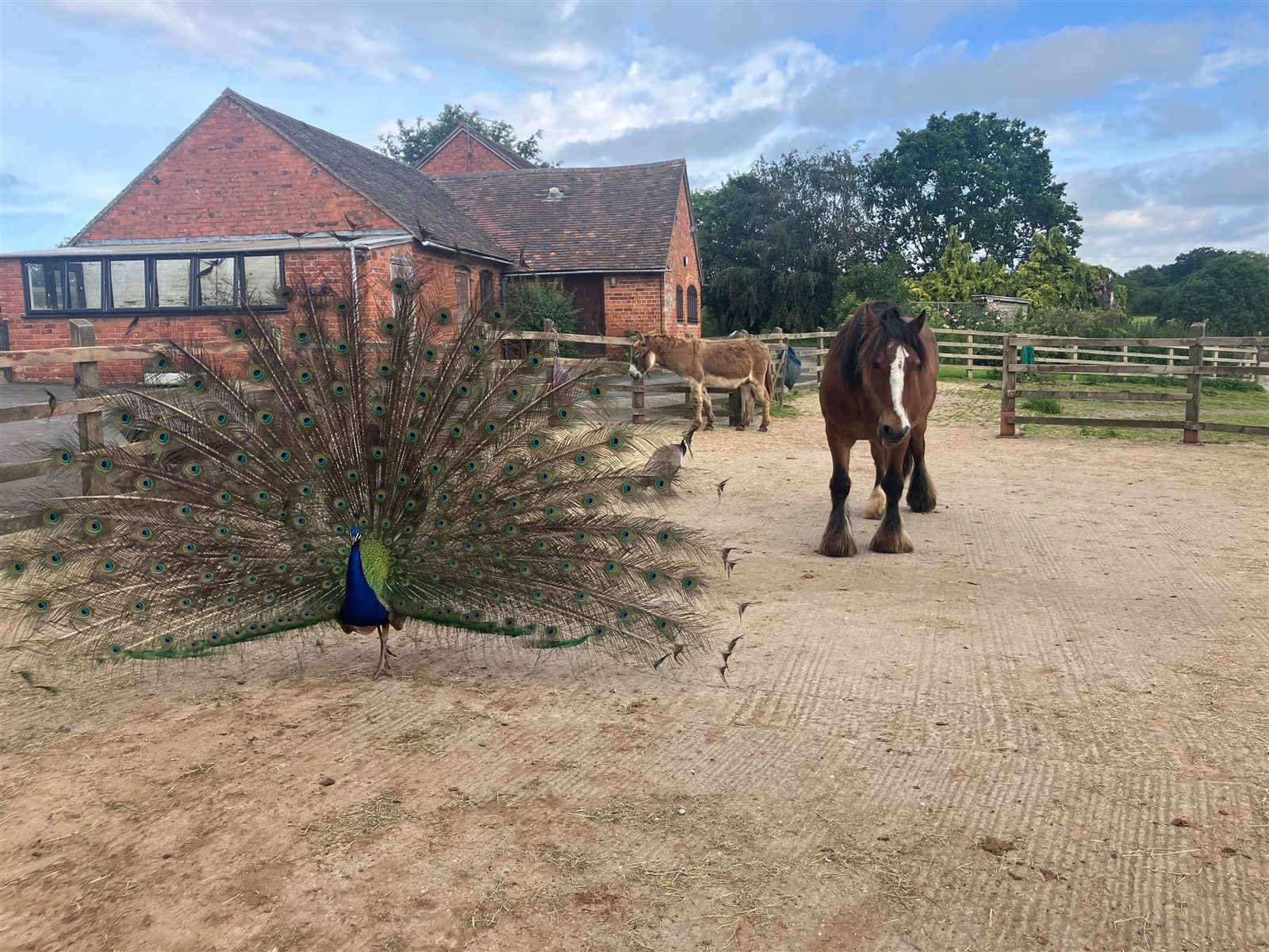 A peacock with a horse and donkey in the yard at Reaside Farm