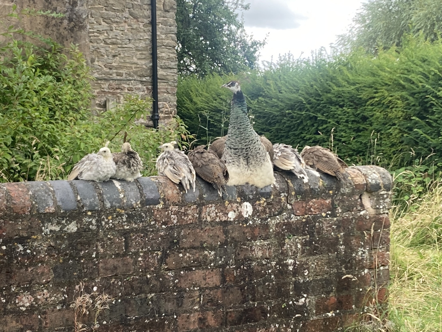 Peahen and chicks on the garden wall