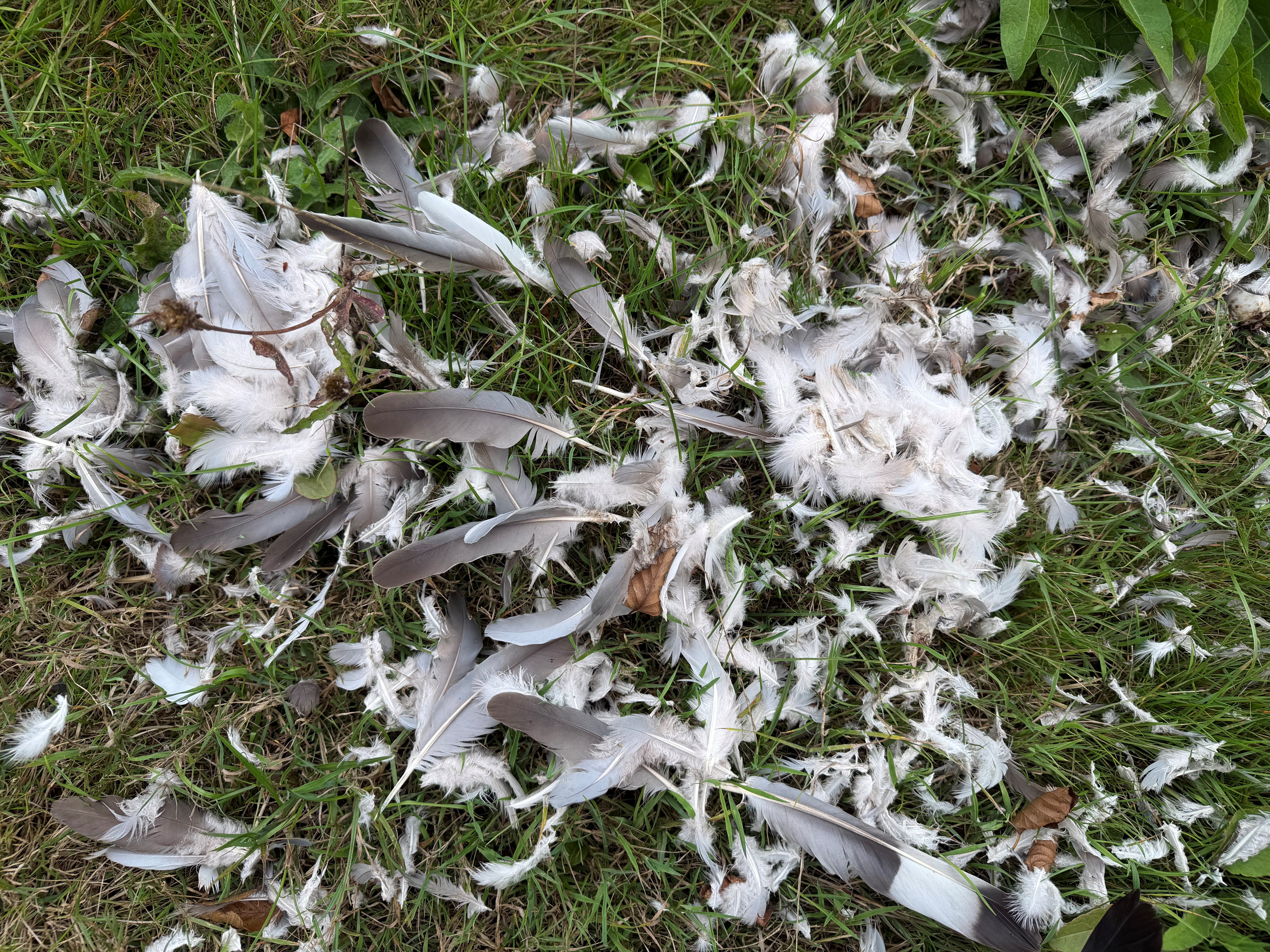 A scattering of pigeon feathers left in the grass at Reaside Farm after a buzzard kill