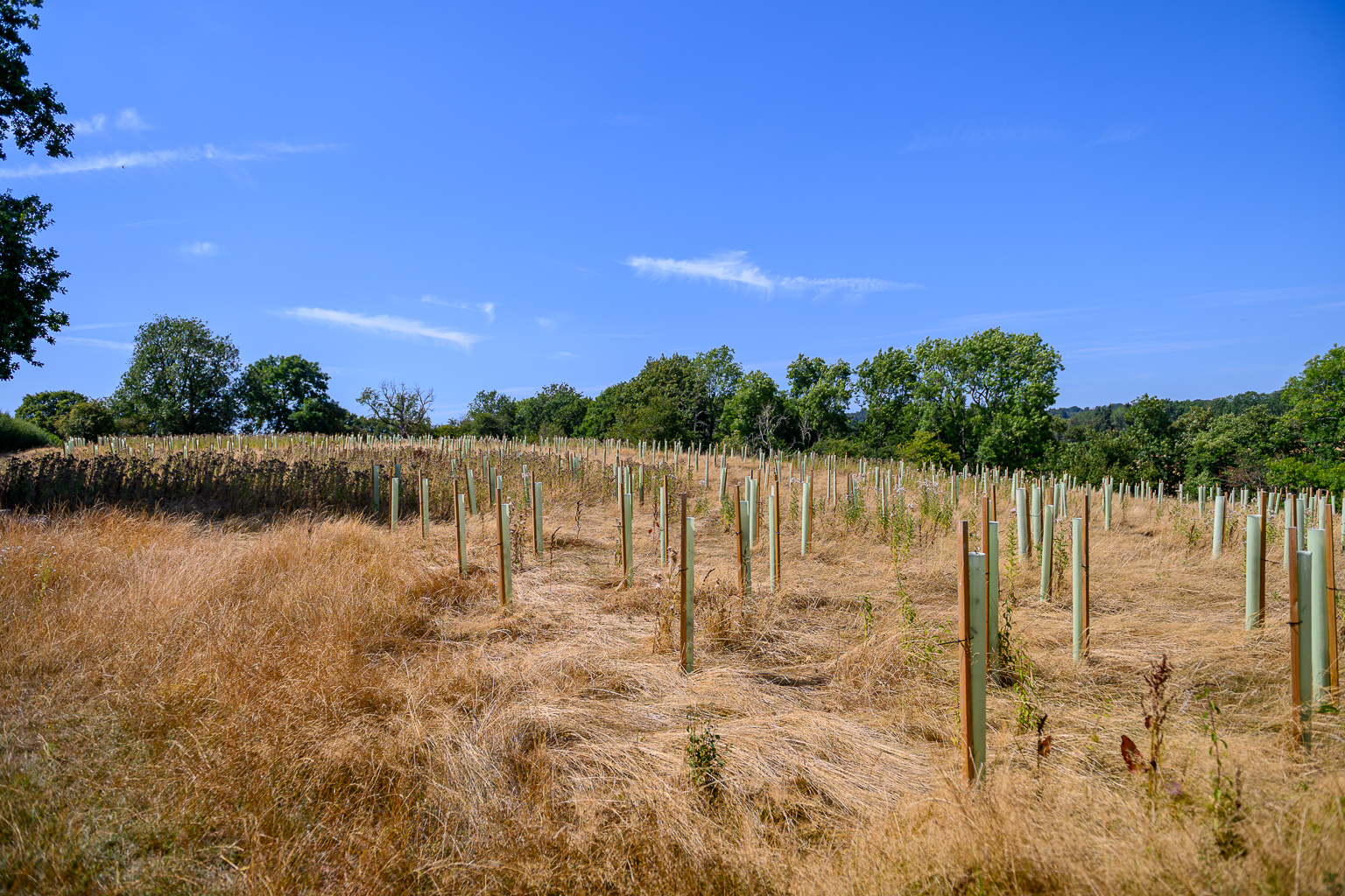 Rows of tree tubes and stakes across the newly planted woodland in the Price fields at Reaside Farm