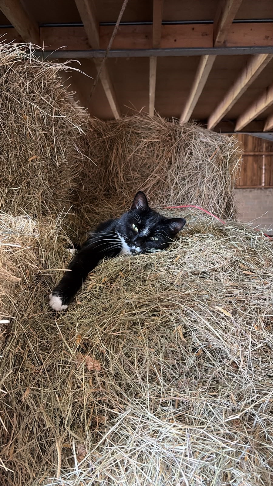 Star the farm cat curled up in the hay barn