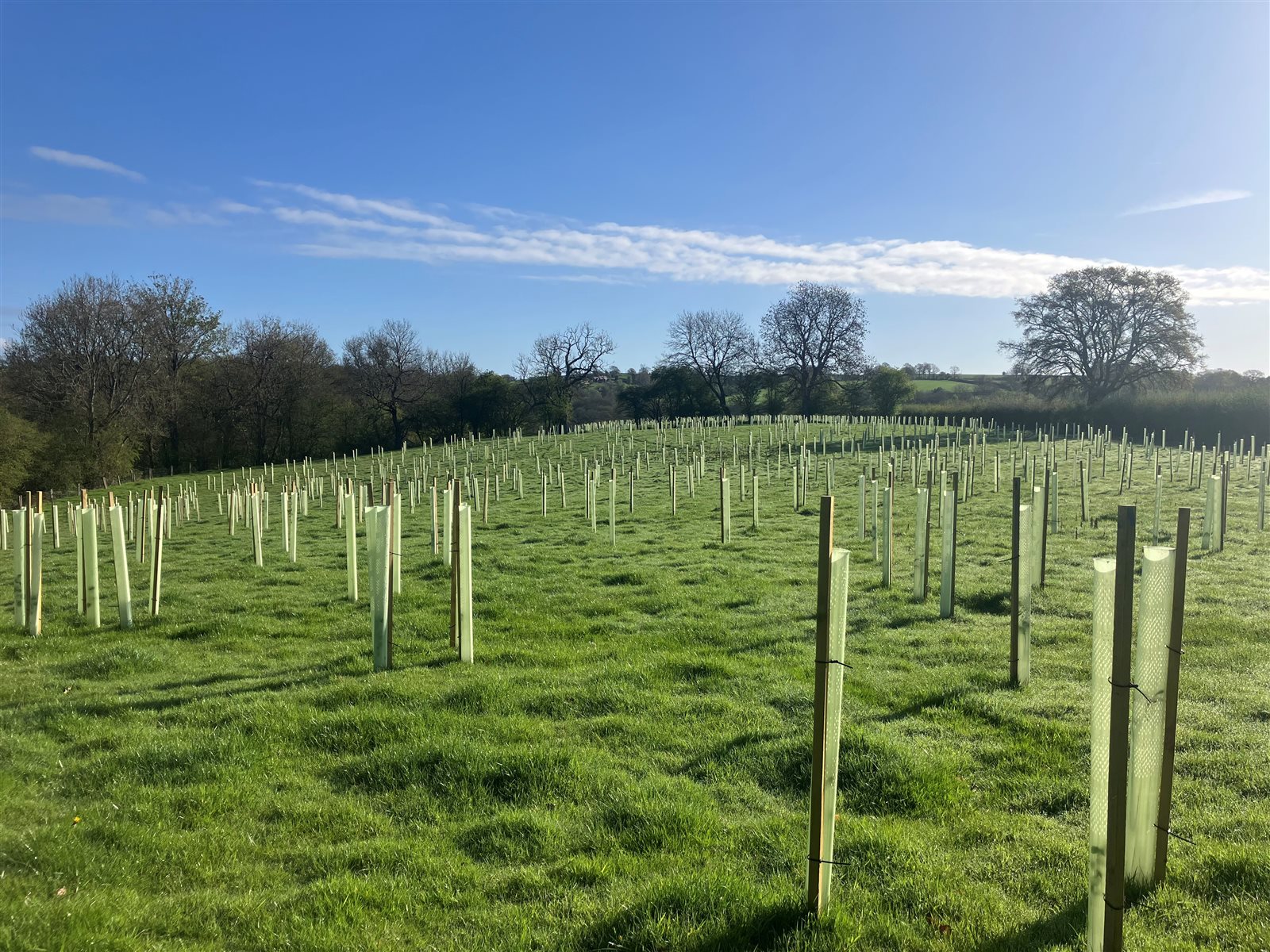 Tree planting under way in the new woodland at Reaside Farm