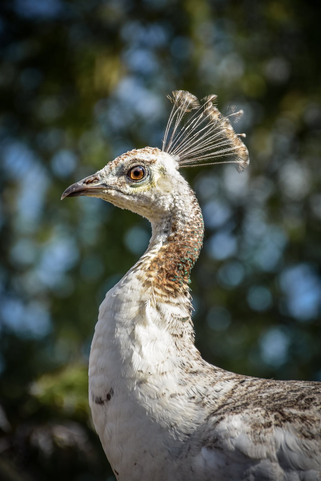 A white peahen at Reaside Farm