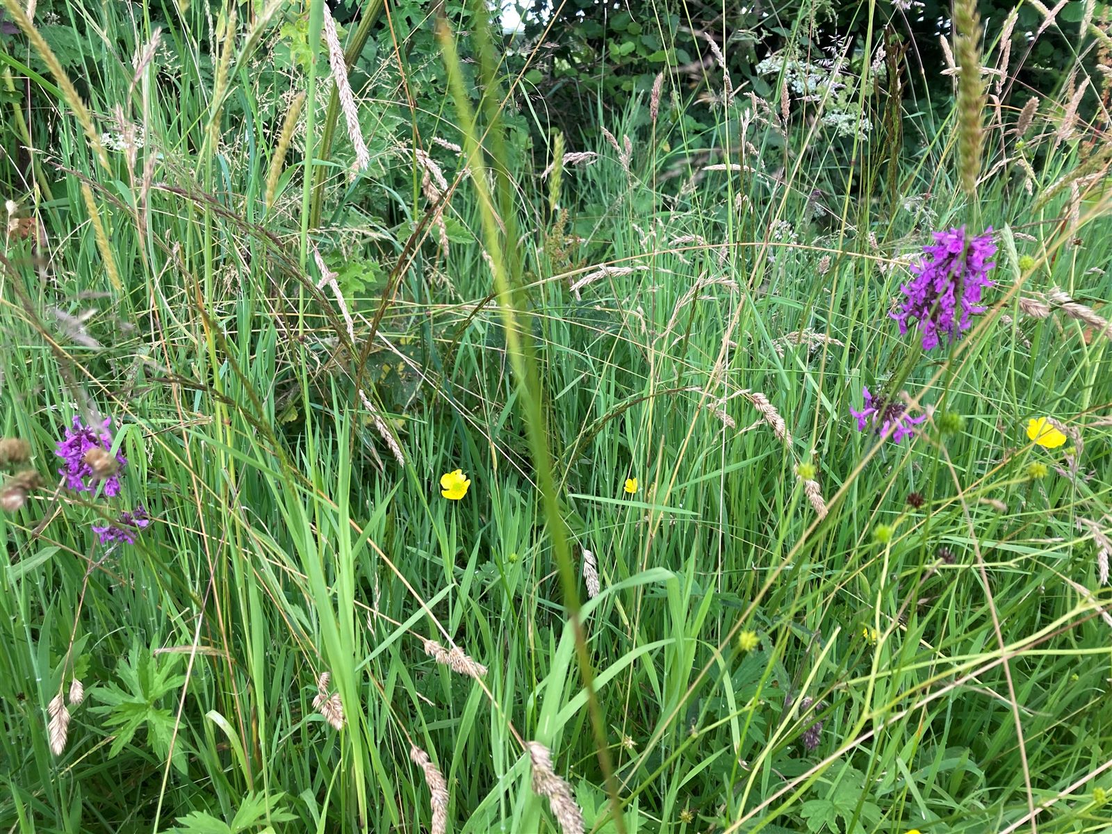 Wildflowers by the footpath gate near the river