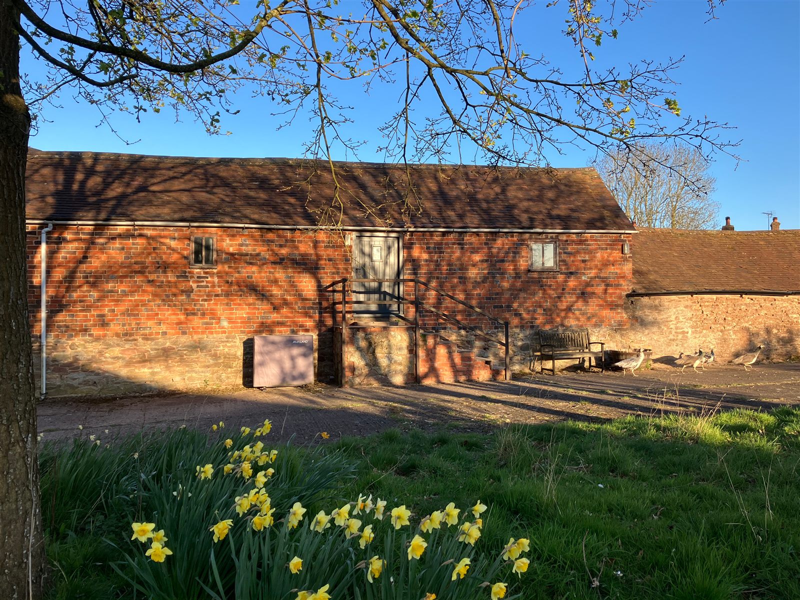 The Hayloft cottage exterior with daffodils